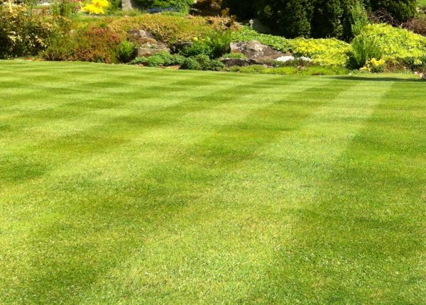Commercial Grass Cutting in Peoria