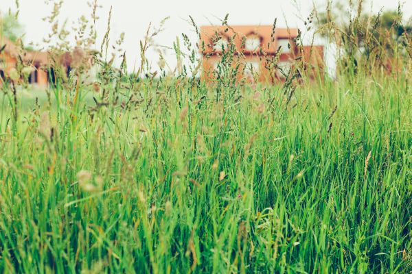 Cost of Tall Grass Cutting in Peoria