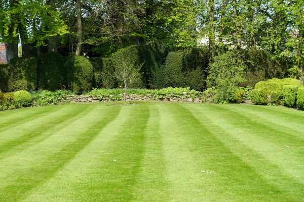 Cost of Grass Care Service in Peoria