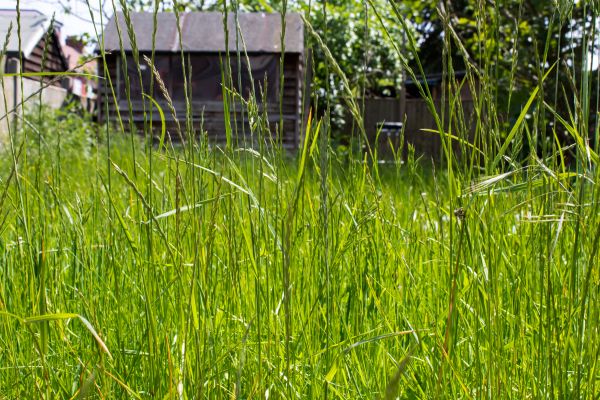 Cost of Overgrown Lawn Trimming in Peoria