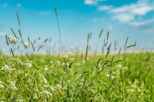 Cost of High Grass Trimming in Peoria