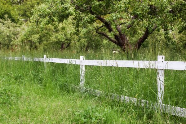 Cost of Fence Line Trimming in Peoria