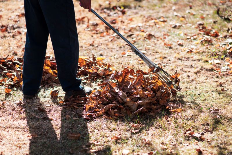 Leaves Being Raked